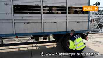 Polizei nimmt im Ulmer Donautal Tiertransporte unter die Lupe