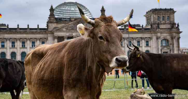 Eine Kuhherde auf der Reichstagswiese