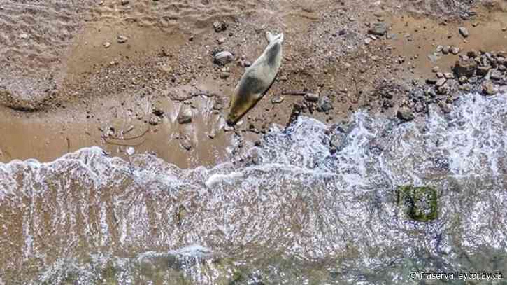 A rare, endangered seal named Yulia basks on Tel Aviv beach