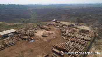 EU-Staaten geben grünes Licht für Importregeln zum Regenwaldschutz
