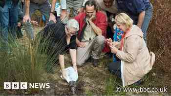 Watch: Rare platypus' first steps back into wild