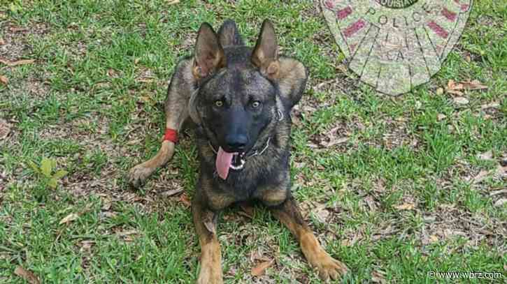 Slidell officers, K-9 briefly hospitalized after being attacked by hornets during manhunt