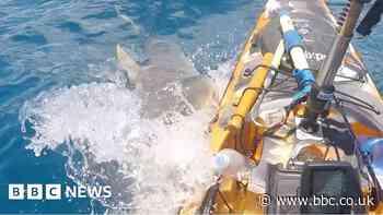 Watch: Shark comes out of nowhere and rams man's kayak