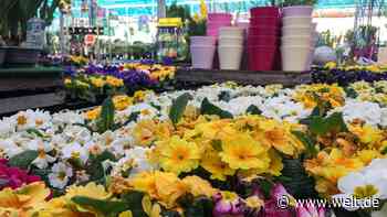 Frühlingsflaute im Baumarkt – Jetzt wird an Grills, Blumen und Gartenmöbeln gespart