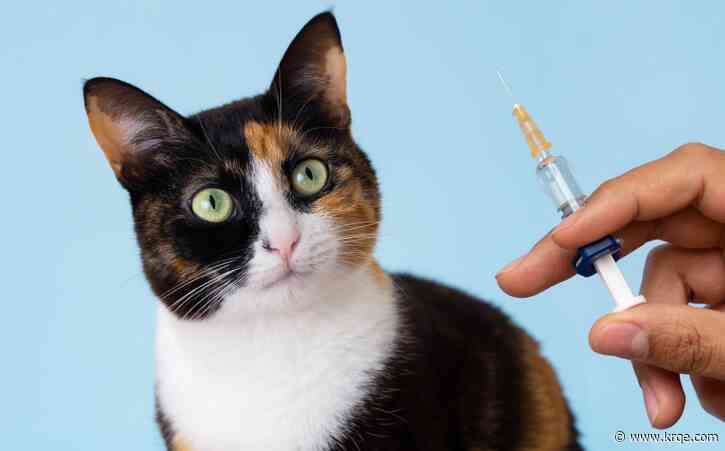 Bernalillo County offering free vaccines and microchips for some pets