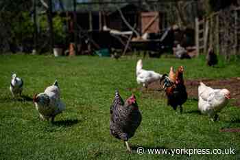Bird flu in the UK: Two workers test positive, says UKHSA