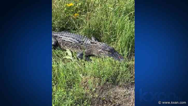 Gator found in Central Texas ditch: sheriff video