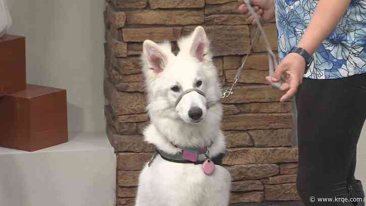 What you need to know about 'Service Dogs of New Mexico'