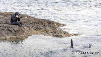 Photographing Orca And Puffins in Shetland