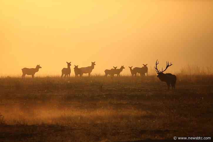 Algorand (ALGO) Price Turns Positive, Bulls Eyeing Further Gains?