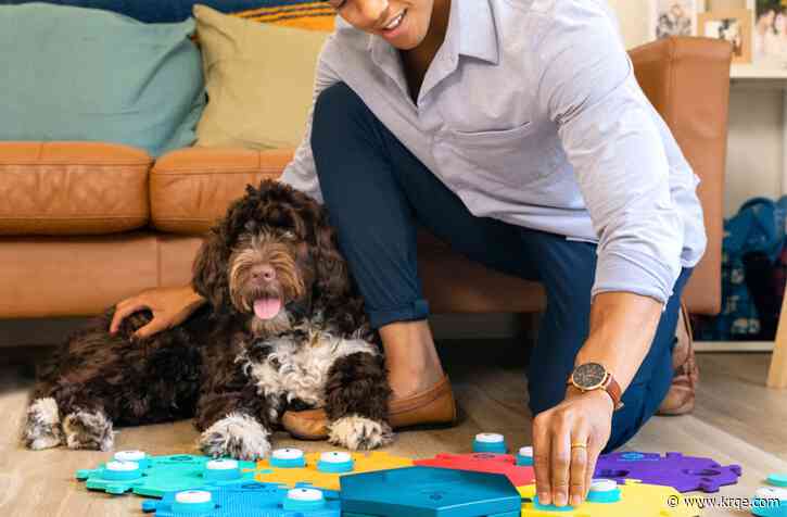 Do training buttons that teach dogs to talk actually work?