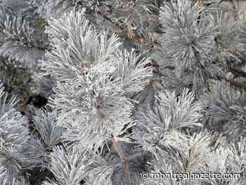 Frost warning issued for Montreal area