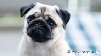 Kurze Nasen und Glubschaugen: Acht Hunderassen, die oft völlig überzüchtet sind