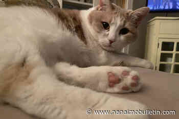 Finding housing if you have pets more problematic than ever in B.C.