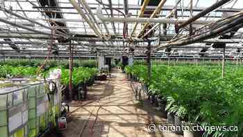 Charges laid after Ontario police seize $12M worth of cannabis