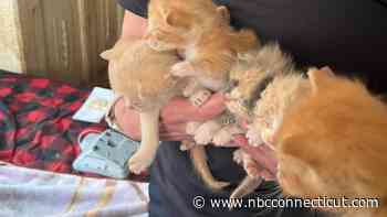 Dozens of Cats Rescued From House in ‘Deplorable Condition' in Derby