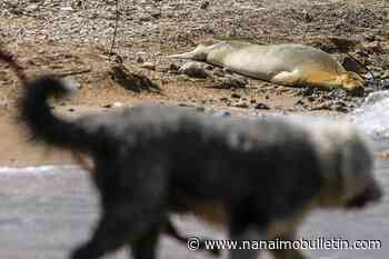 A rare, endangered seal named Yulia basking on beach in Israel drawing eyes