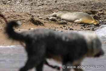 A rare, endangered seal named Yulia basking on beach in Israel drawing eyes