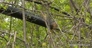 Copper stolen from fibre optic cables in rural Kingston, Ont.