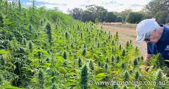 Research farms open their doors to their hemp growing trials