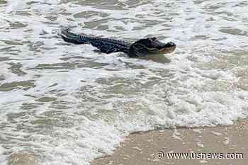 Surfing Gator Seen Relaxing at Alabama Beach Amid the Waves