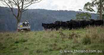 High rainfall, high performance cattle country