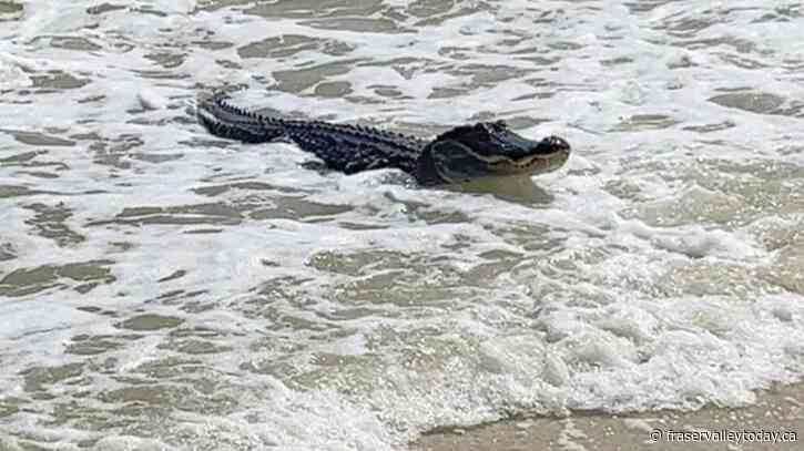 Surfing gator seen relaxing at Alabama beach amid the waves