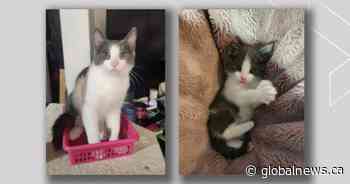 Cat tortured, found dead in microwave after northwest Edmonton break-in