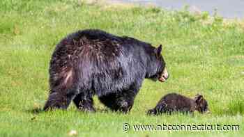 Mama Bear and Her Cub Spotted at Avon Old Farms School