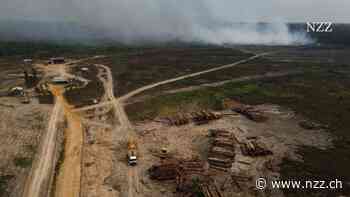 Rind und Soja konsumieren ohne schlechtes Gewissen? Die EU setzt künftig auf ihre Marktmacht, um Bäume zu erhalten.
