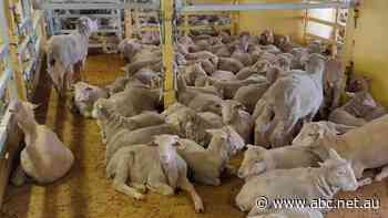 Live sheep trade to Saudi Arabia set to reopen, as federal government's live export ban looms