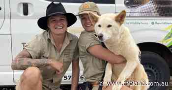 Speaking for the dingo