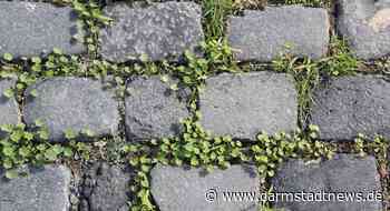 #Krautschau – Pflanzen sehen und bestimmen