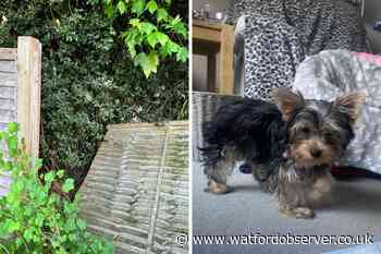 Puppy killed in fox attack in Kytes Drive garden, Watford