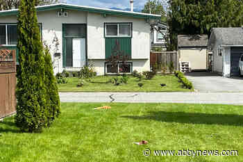 3 dead cats found on a Chilliwack lawn within 4 days leads to questions and speculation