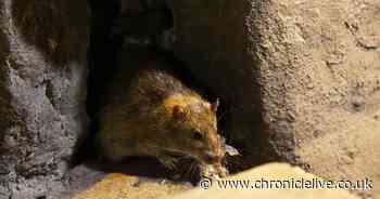 The North East's rat hotspots revealed as Newcastle's east end tops list of vermin sightings
