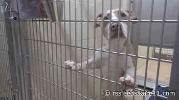AHS reopening 2 adoption centers following canine influenza outbreak