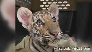 Tiger cub rescued in Arizona finds forever home at Minnesota's Wildcat Sanctuary