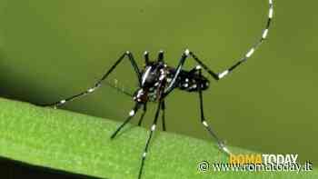 Ordinanza zanzara tigre: le raccomandazioni del Comune per l'estate 2023