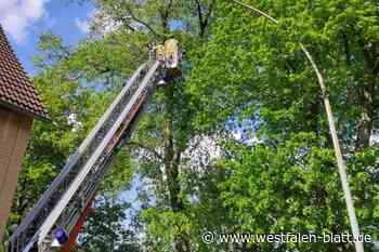 Katze im Baum: Feuerwehr Borgentreich eilt zur Rettung