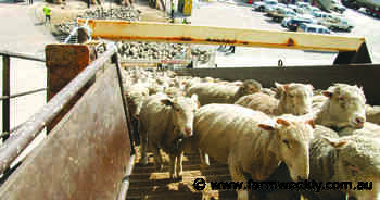 Take a stance on live sheep trade ban