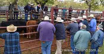 Reduced buying power at Binnaway but good quality yarding