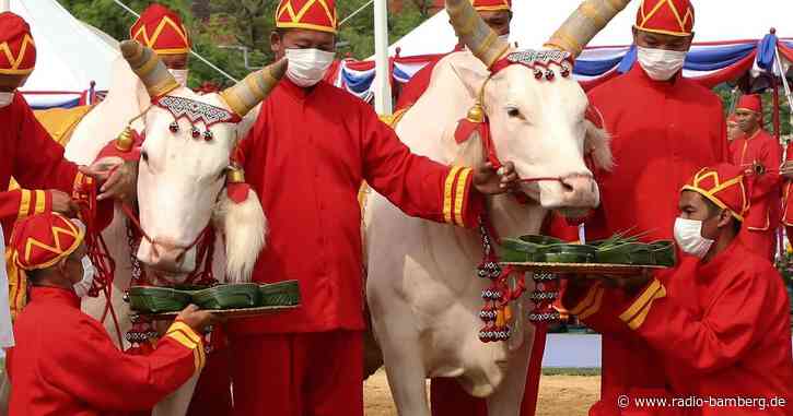 Pflugzeremonie in Thailand: Priester erwarten reiche Ernte