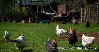 All you need to know about bird flu as two human cases confirmed in England