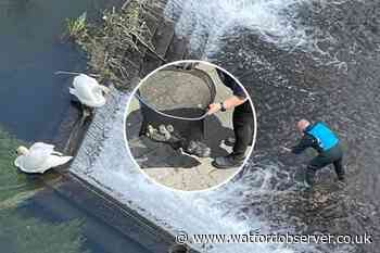 Baby swans' lives saved in Nash Mills millpond rescue