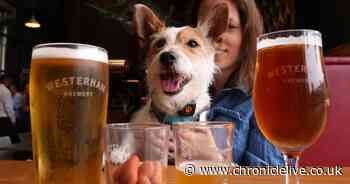 Dog owners offered 'job' paying £1,000 a month to go to the pub with their pet