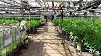 2 people charged after police find over 11,800 cannabis plants at Niagara-area facility