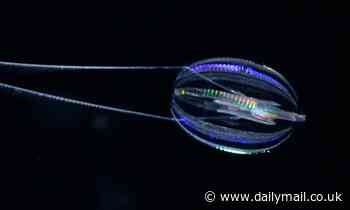 Scientists confirm 700-million-year-old ctenophores oldest living animal on Earth