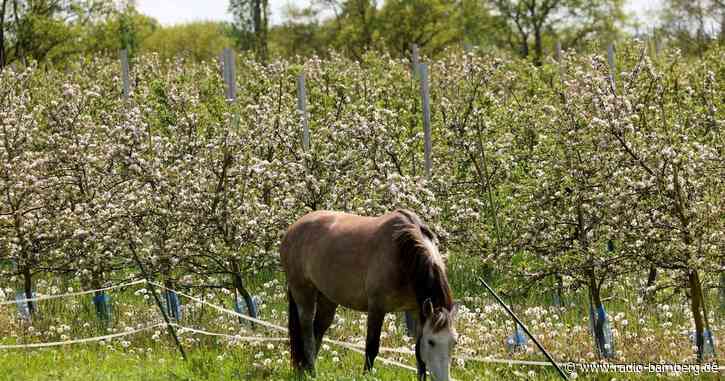 Zahlreiche Pferde aus schlechter Haltung gerettet