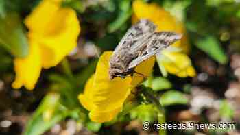 This is why you shouldn't kill miller moths